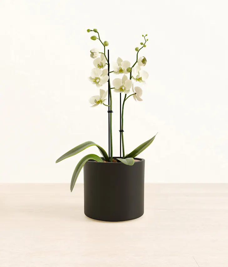 Plant 1