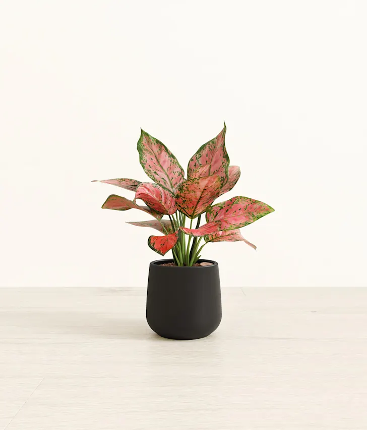 Plant 6