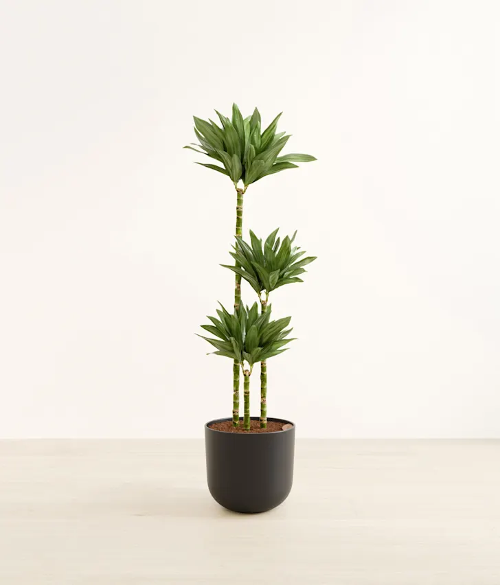 Plant 7