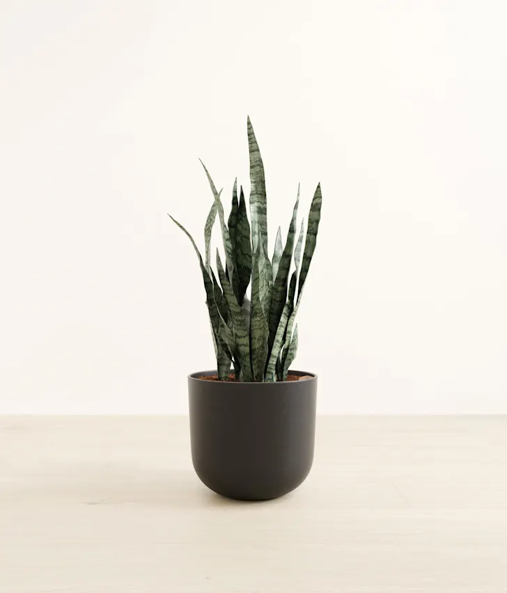 Plant 8