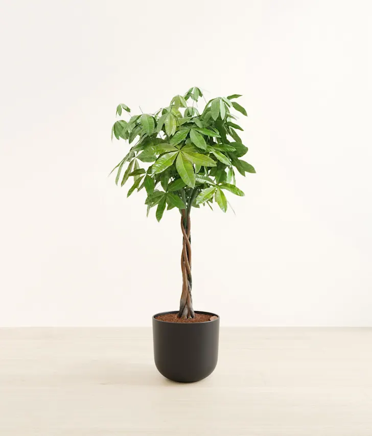 Plant 5
