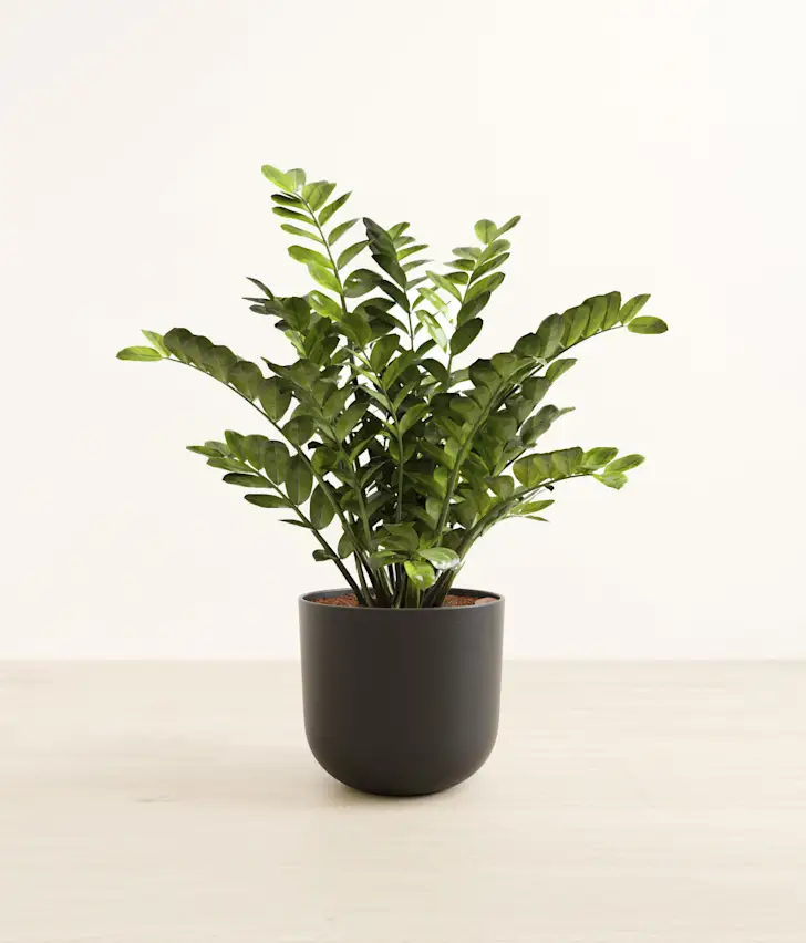 Plant 2