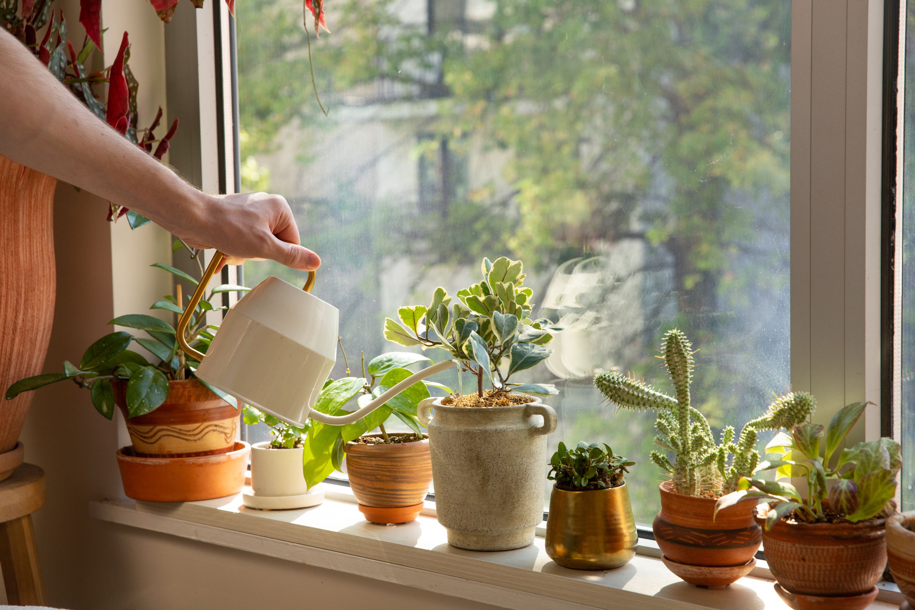 Watering Plants