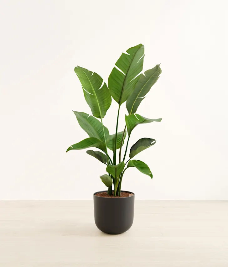 Plant 4