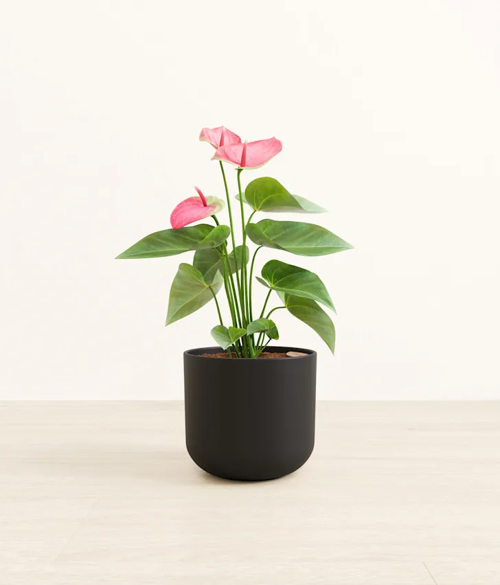 Plant 3